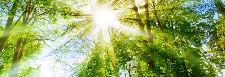 Sonnenlicht durch Baumkronen